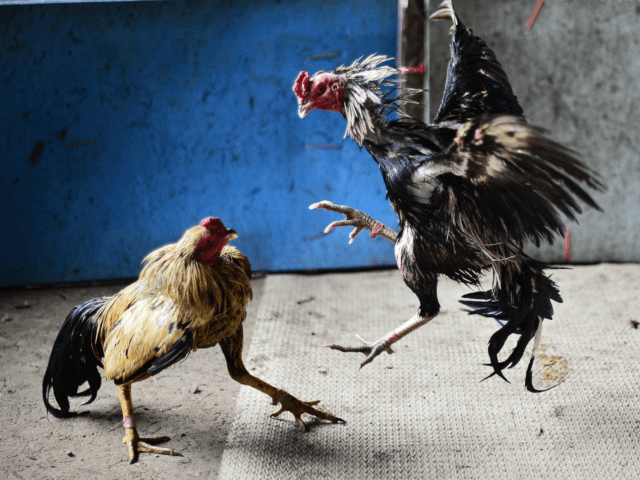 Cara Memilih Situs Sabung Ayam S1288 Terpercaya