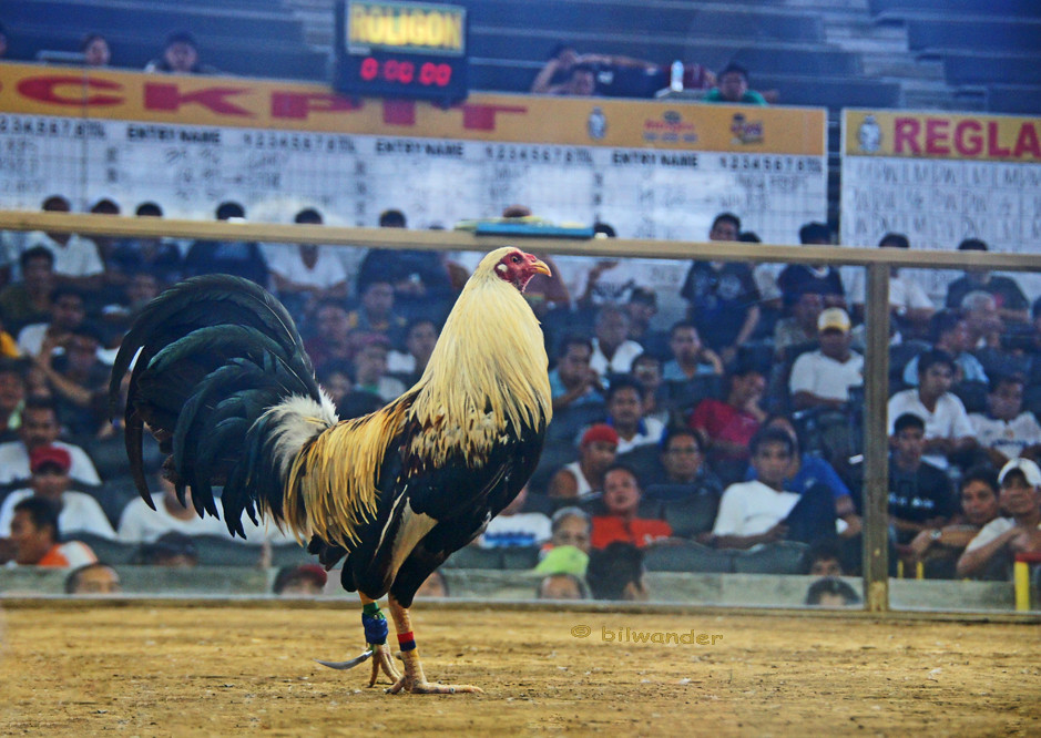 Jenis Ayam di S128