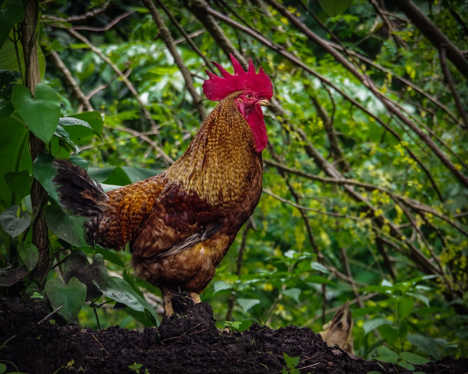 Memilih Ayam Jago Aduan S128 Terbaik