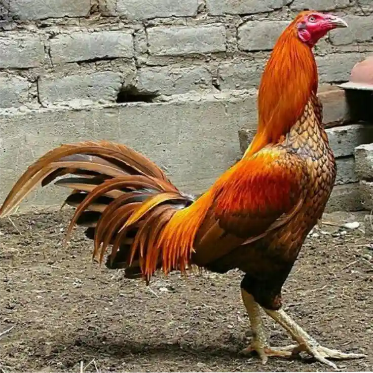 Review Jujur Pengguna Tentang Pengalaman Main di SV388SV